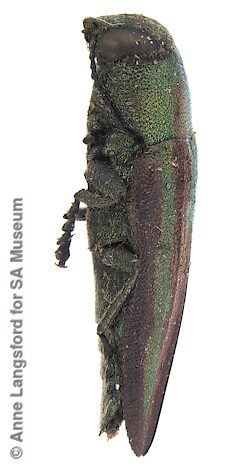 Melobasis gloriosa cruentata, SAMA 25-036647, male, holotype of M. puncticollis, adapted from original, CC BY NC SA 4.0, photo by Anne Langsford for SA Museum, 9.7 × 3.4 mm